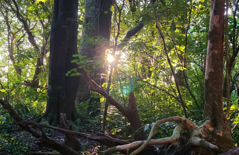 sunrays through trees