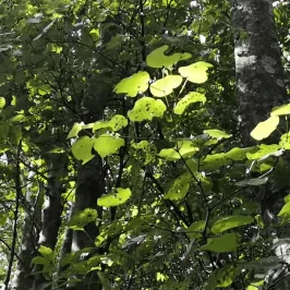 The sun shining through bright green leaves