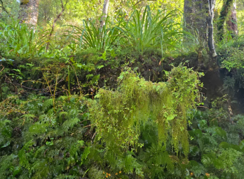 Mosses and ferns provide a gorgeous studio